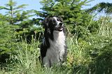 BORDER COLLIE 198